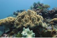 Corals 0046